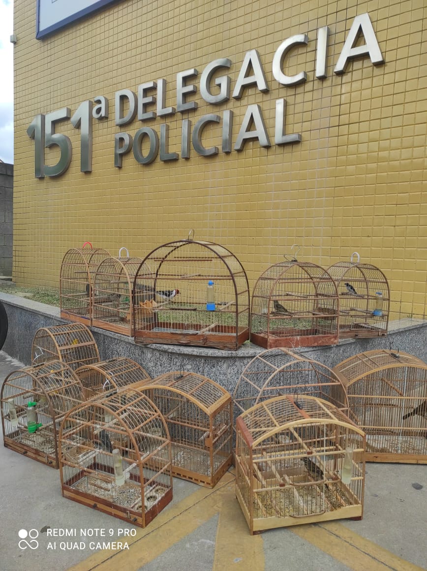 Polícia resgata pássaros silvestres de cativeiro quando averiguavam denúncia do Linha Verde 